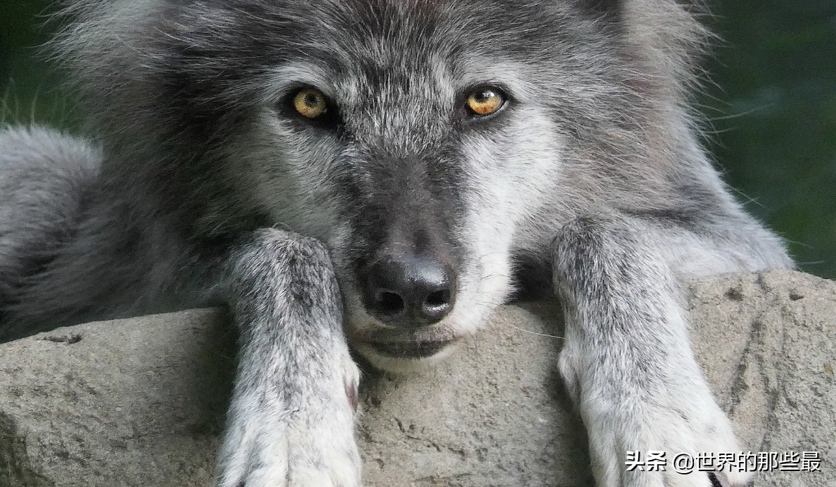 狈:最神秘的犬科动物,至今人们都不知道它的原型是什么
