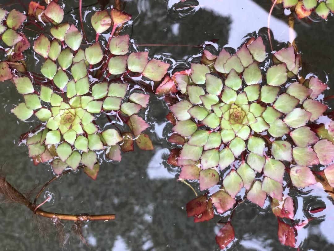 10种花太能喝水,一天一瓢水,7天爆满缸