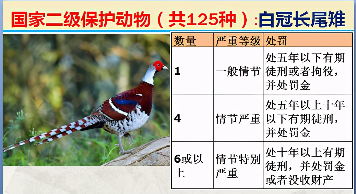 国家保护动物分几个等级（125类二级野生保护名录）