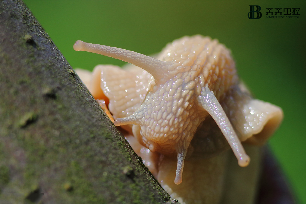 鼻涕虫有毒吗 鼻涕虫的粘液有细菌吗-文化号