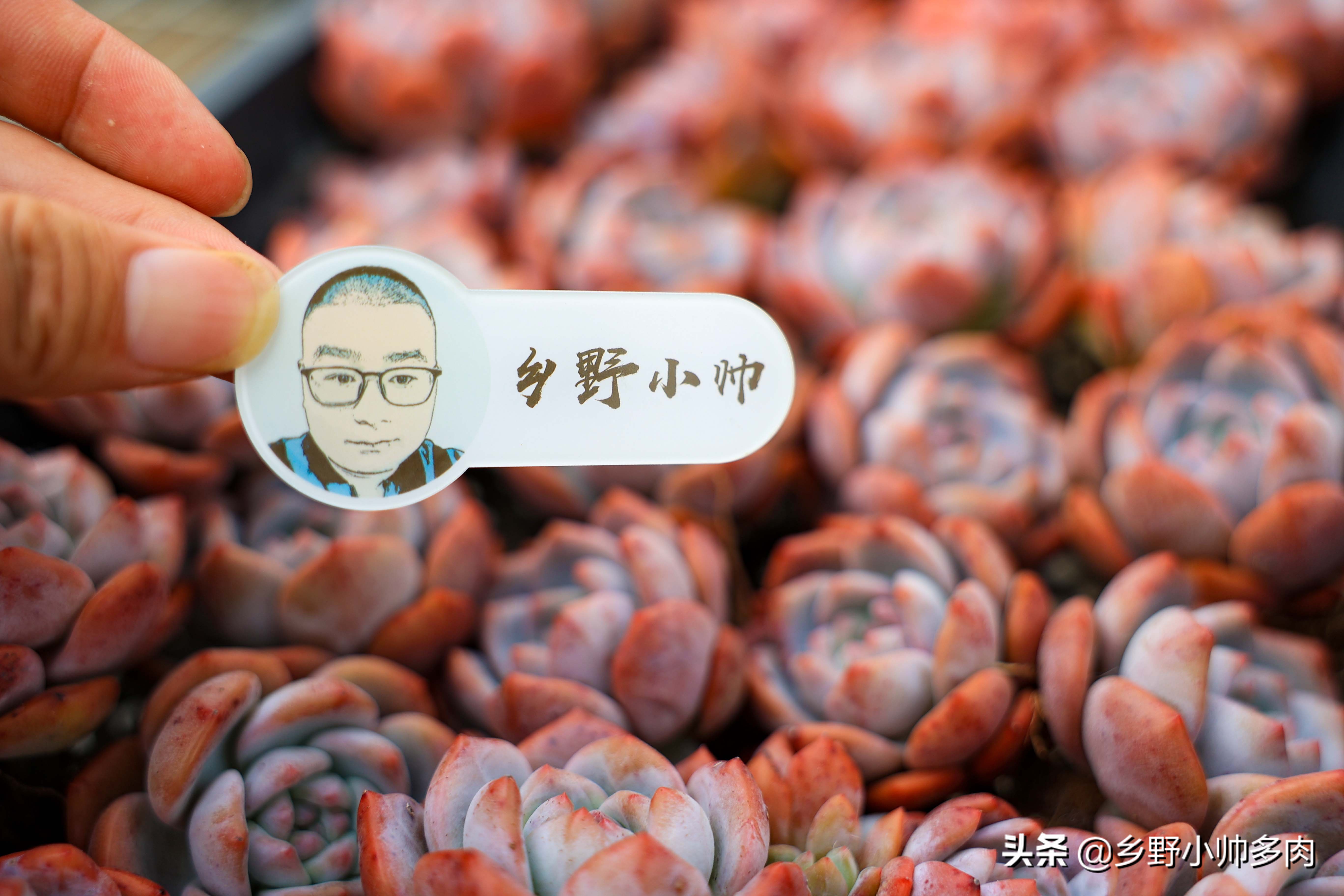 复合肥、有机肥、缓释肥,多肉用肥到底怎么选?听小帅讲解