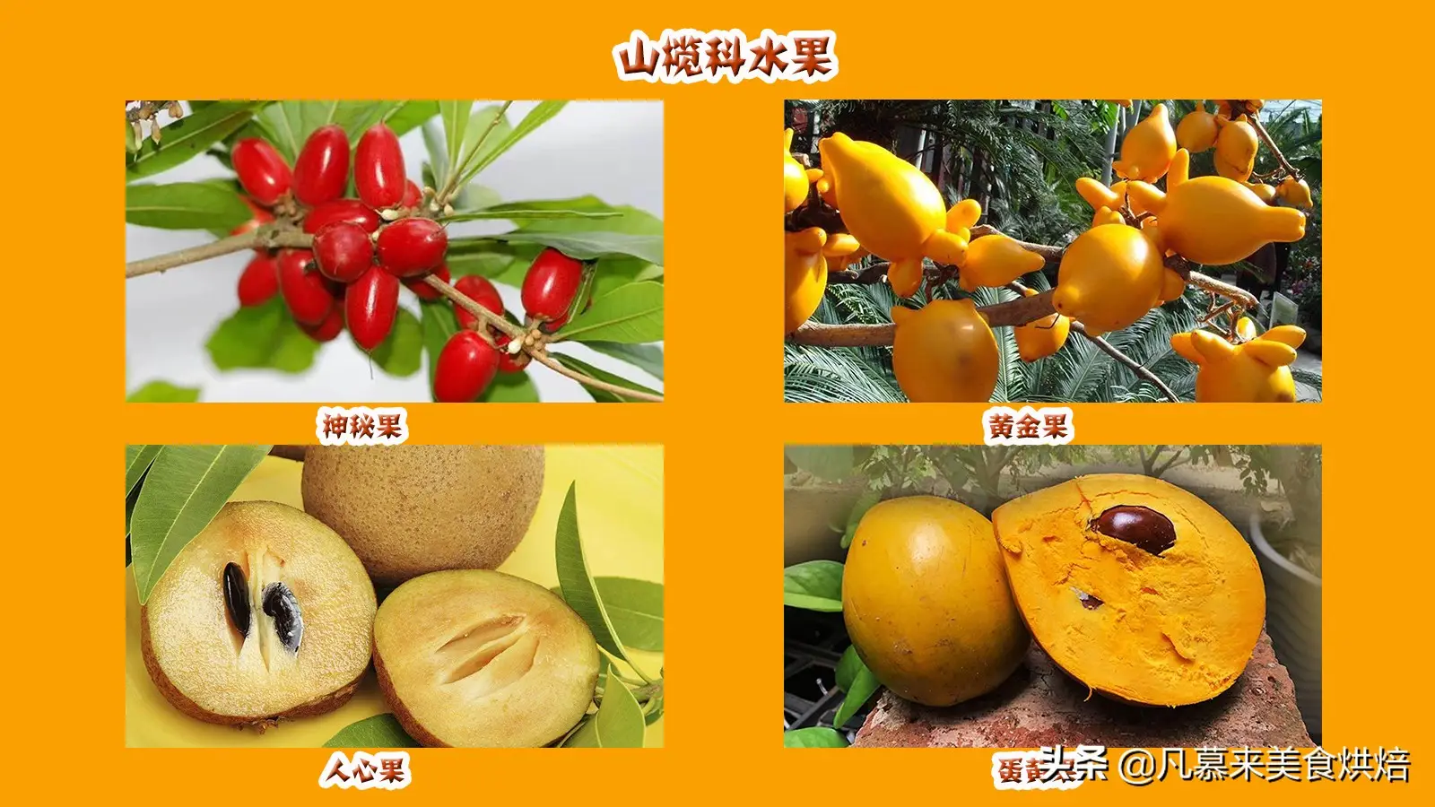 水果种类100种名称大全，42个科154种水果图片