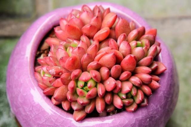 多肉红宝石花名很讨喜,符合东方人的审美,也被称之为红石莲花