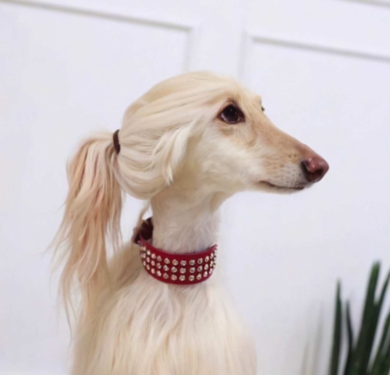 狗界颜值Top5：十大狗狗中公认的五大高颜值犬种排行榜