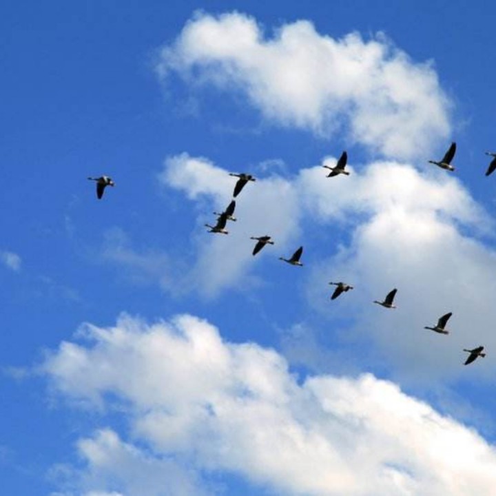 「原创」望断南飞雁