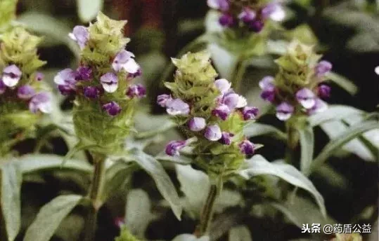 清热散结佳药——夏枯草