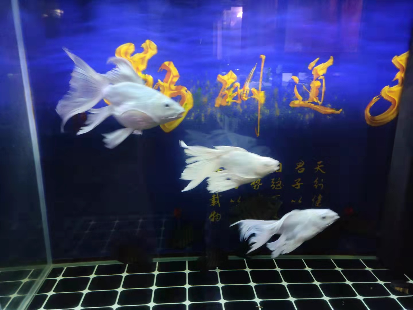 观赏鱼遭遇水温过低一周了，它们会有哪些表现，能不能死亡呢？