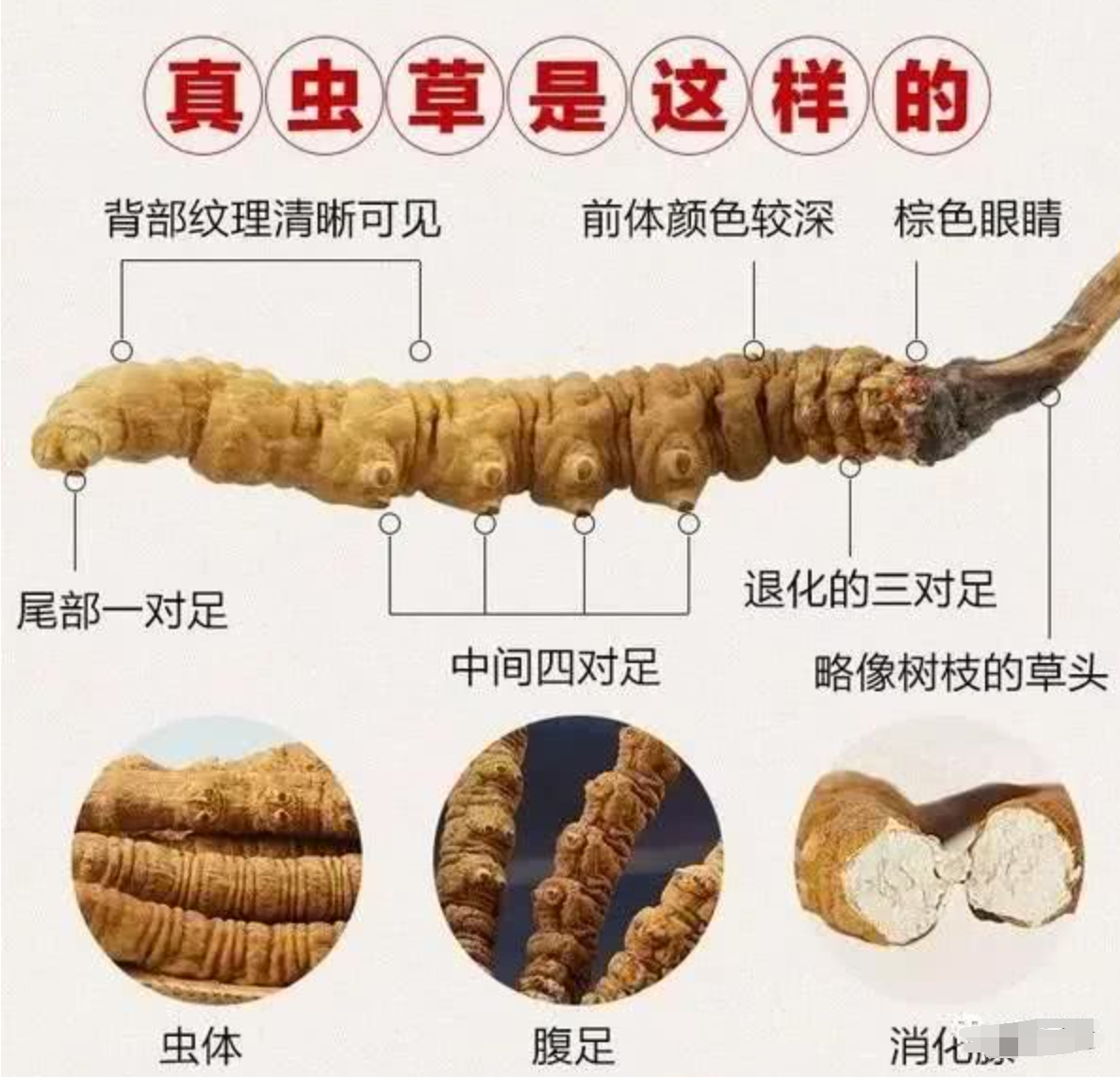 冬虫夏草究竟是虫还是草冬虫夏草到底是虫还是草