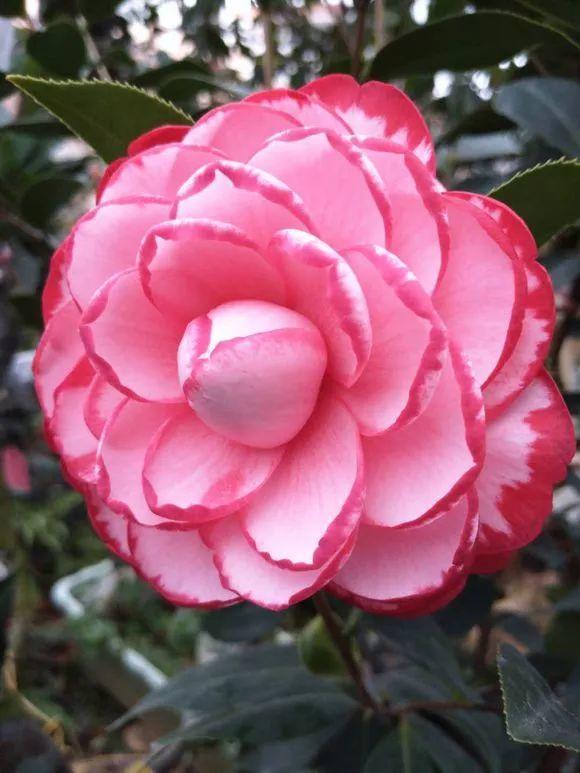 山茶花是什么颜色(山茶花是什么颜色的花) - 风集网