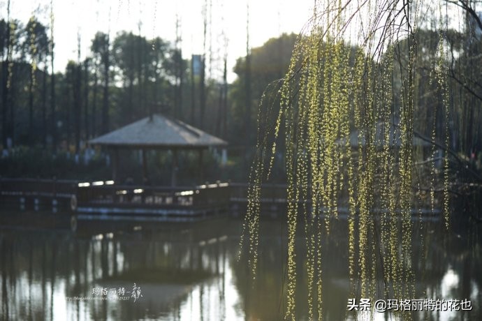 柳树什么时候发芽（山东柳树什么时候发芽）-第1张图片-巴山号