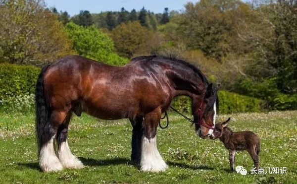 世界上最大的马在哪里？夏尔马原产地英国