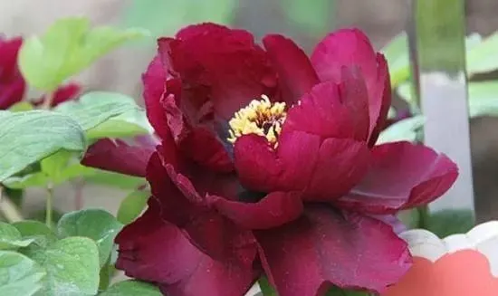 100种名贵牡丹鉴赏 绘画好素材（报花名）