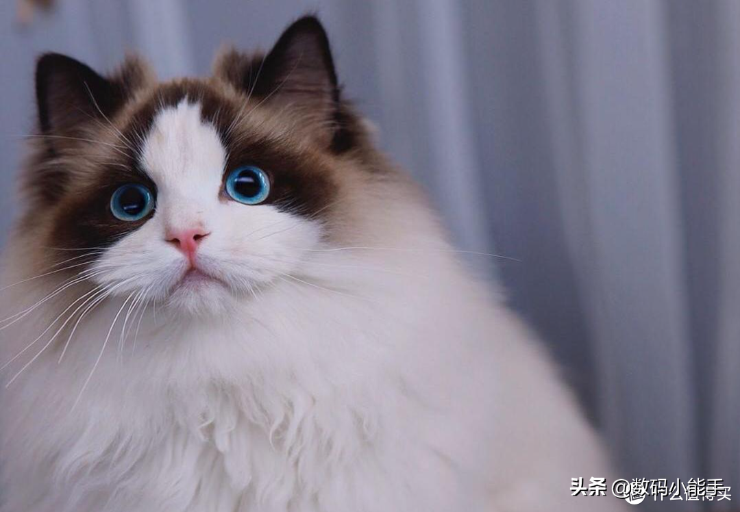 铲屎官，准备领回你的宠物吧！盘点中国十大最受欢迎的猫狗CP