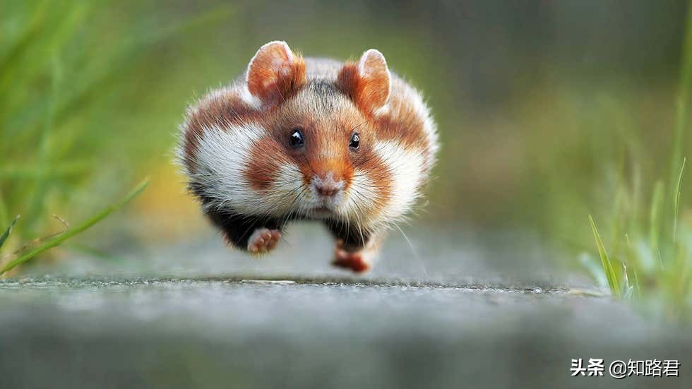 搞笑野生动物摄影奖:从2015到2021年最全照片,看完只剩哈哈了