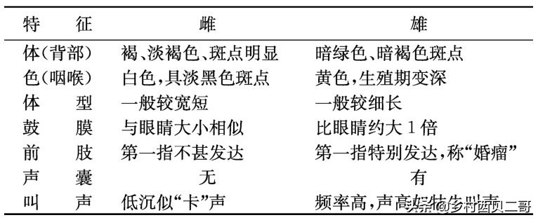 牛蛙的养殖技术（正确的牛蛙的养殖方法大全）