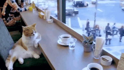 为什么有的猫不爱喵喵叫？是哑猫吗？