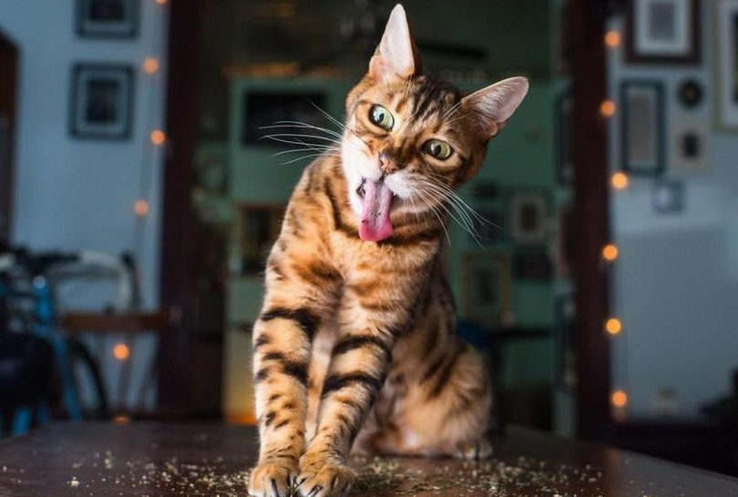 皇家、美士、渴望，哪个才是你家主子最爱？这些猫粮品牌你怎么选？