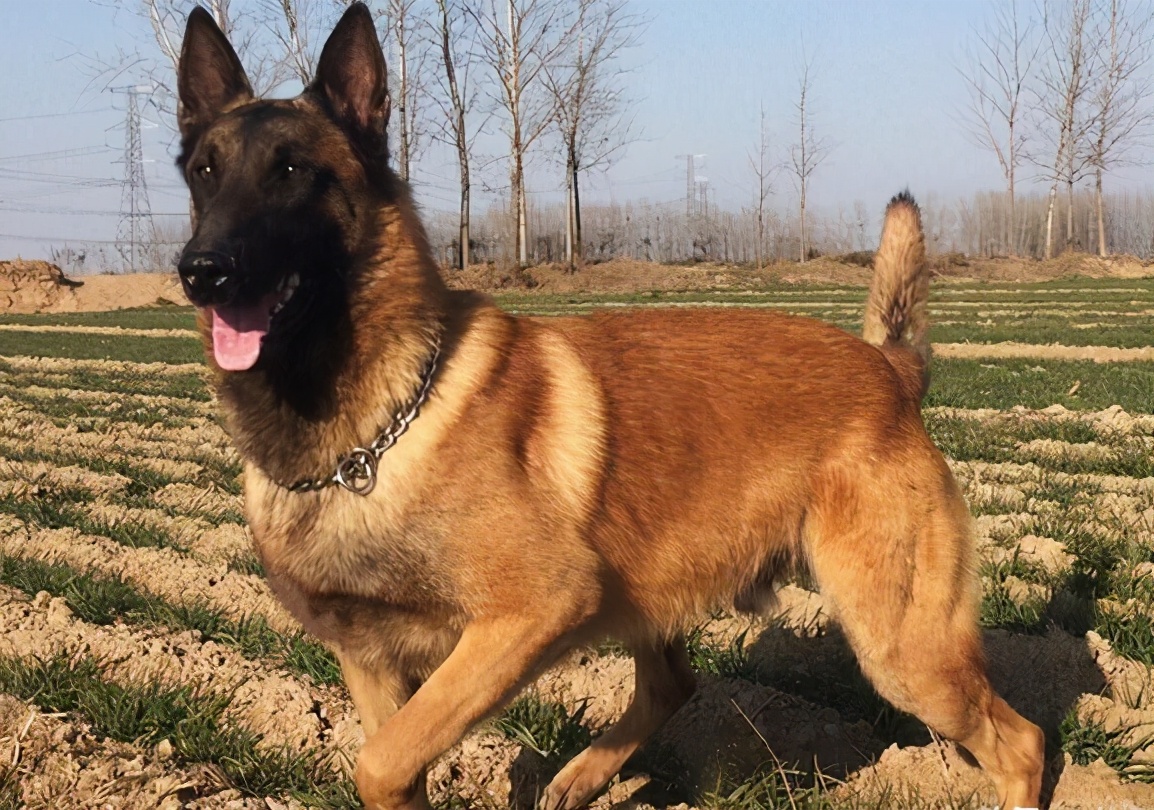 新手养马犬要注意什么(饲养马犬时6大禁忌千万不能犯)