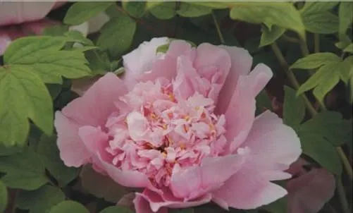 100种名贵牡丹鉴赏 绘画好素材（报花名）