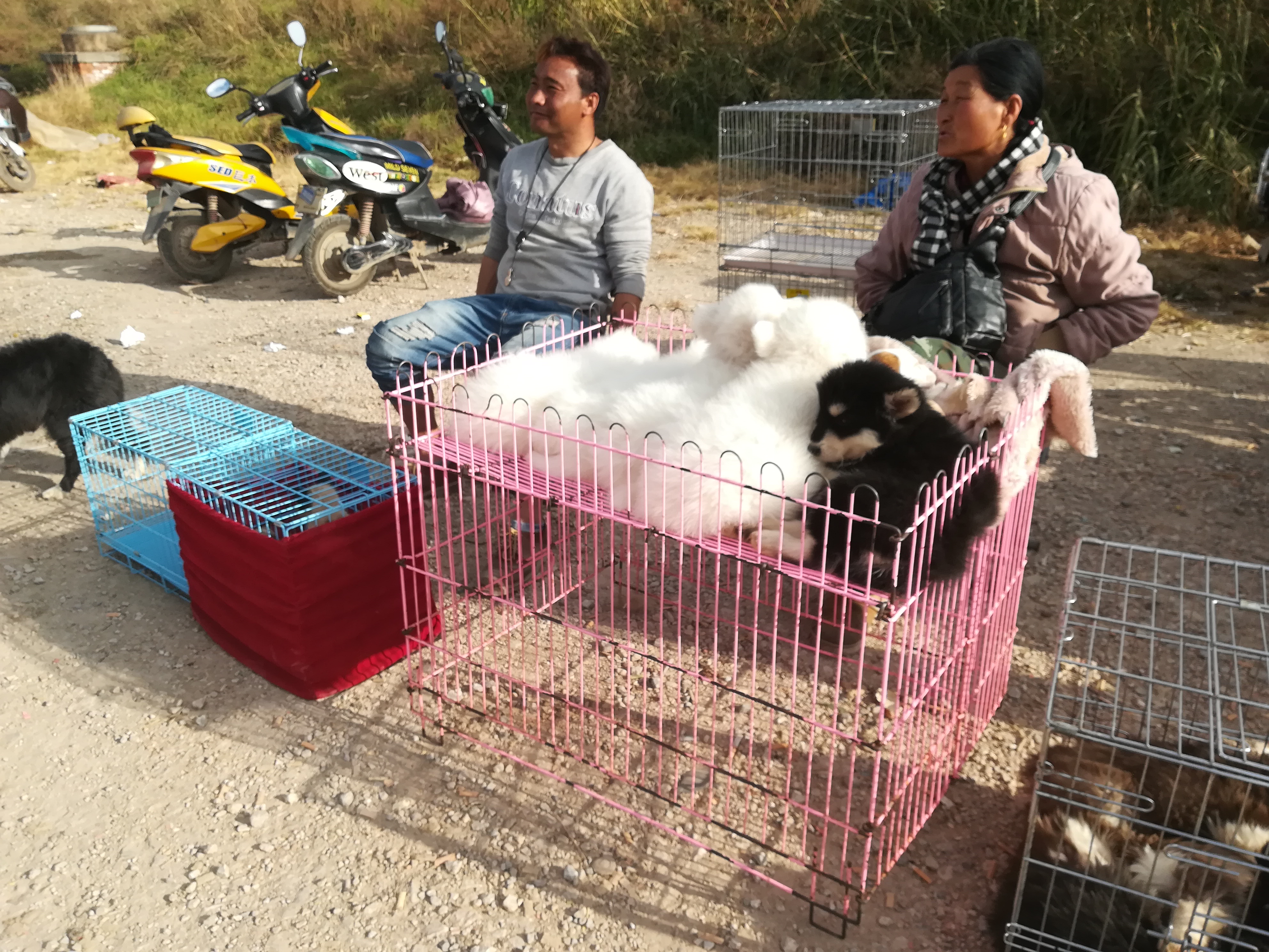 狗市：商贩出售萨摩耶喊价600元，顾客却想400元买走？