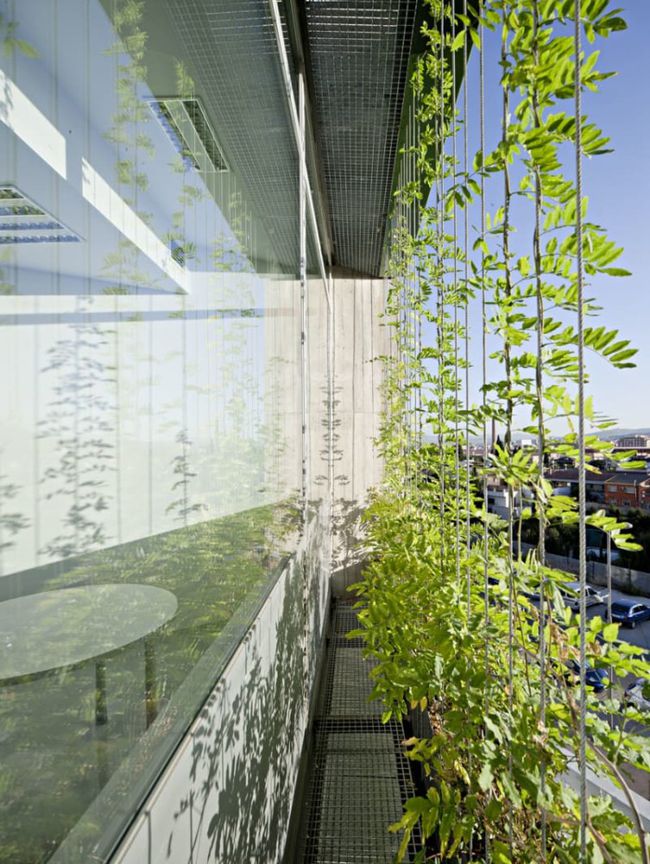 买遮阳窗帘容易交智商税，不如在窗前种一片绿植，省钱又环保