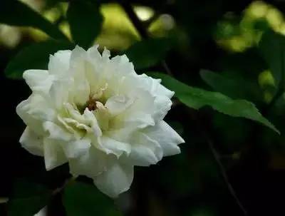 各种花的寓意及花语（100种花的花语大全）
