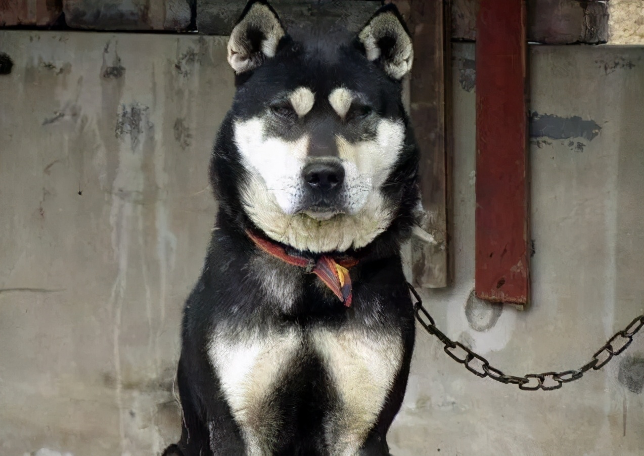 黑狼犬圖片(這幾種狗) - 赤虎壹號