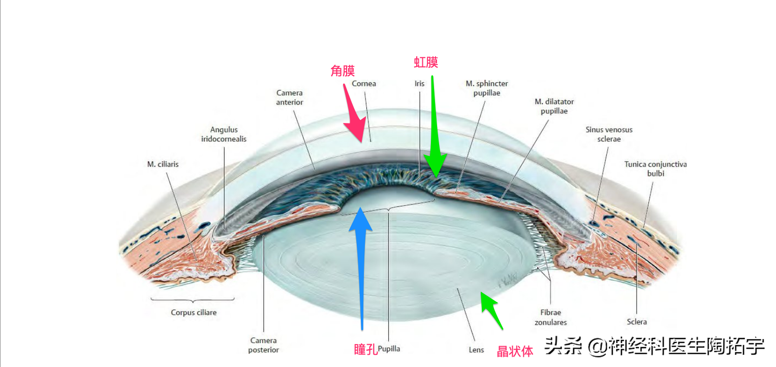 角膜剖面图图片