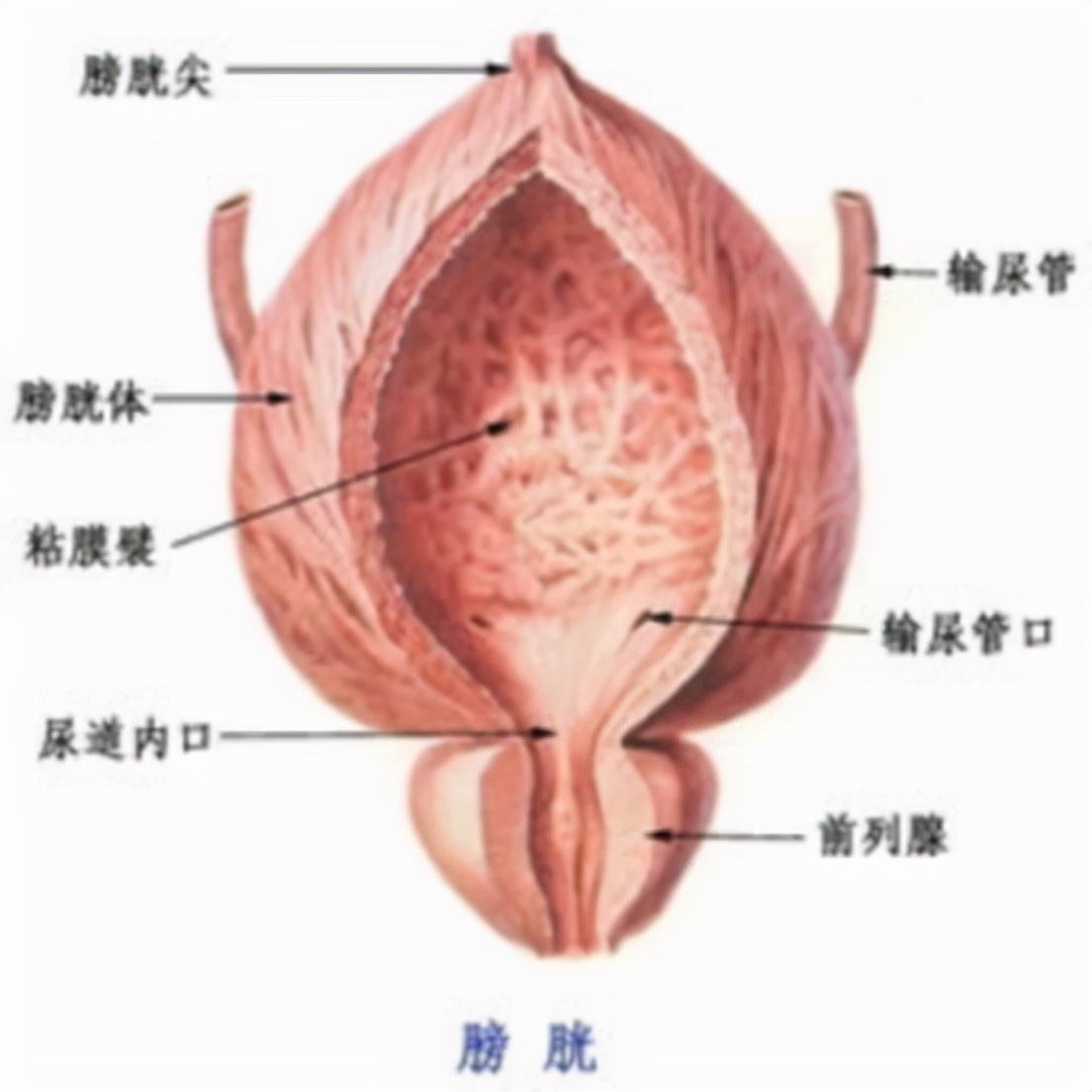 男性夜尿增多，不只是肾虚，这4种疾病需了解