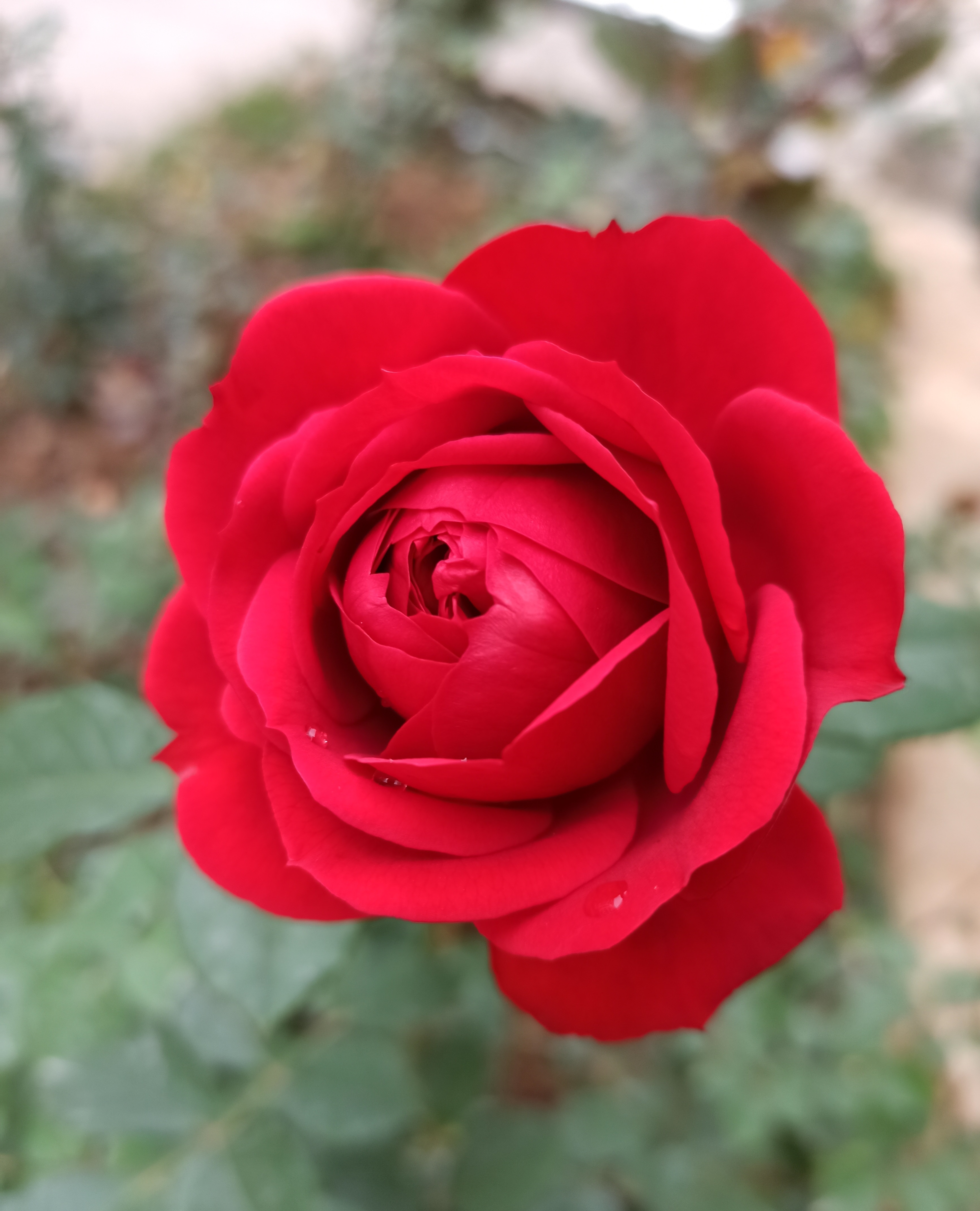 红苹果月季花的样子(推荐一朵像红苹果的月季)