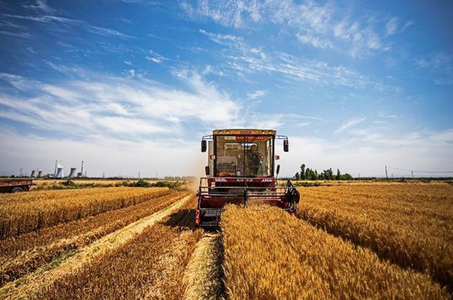 现在农场做什么最赚钱，种小麦和水稻哪个赚钱？