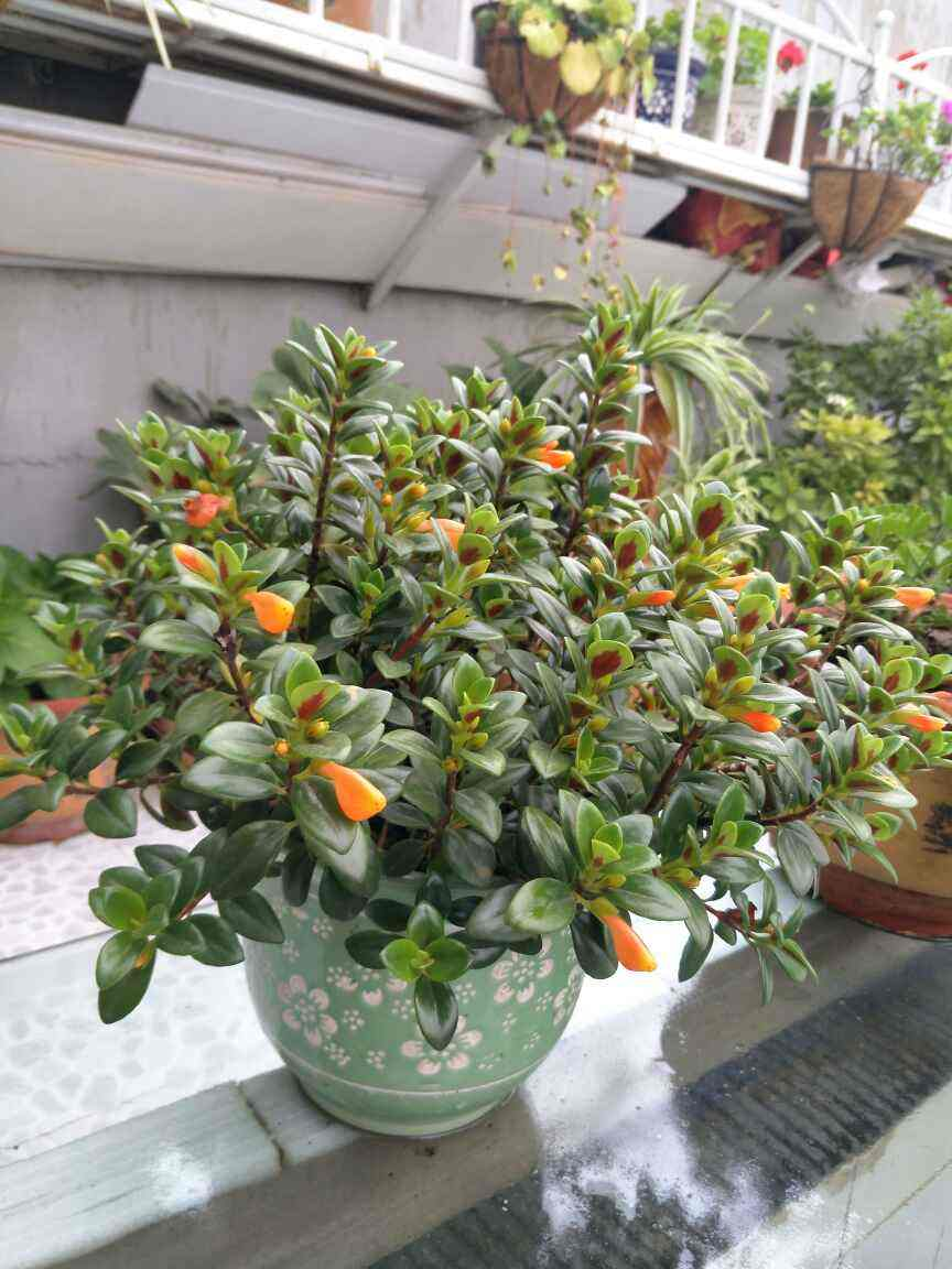 开花多，好养活，抗病虫，这才应该是“真正网红花”