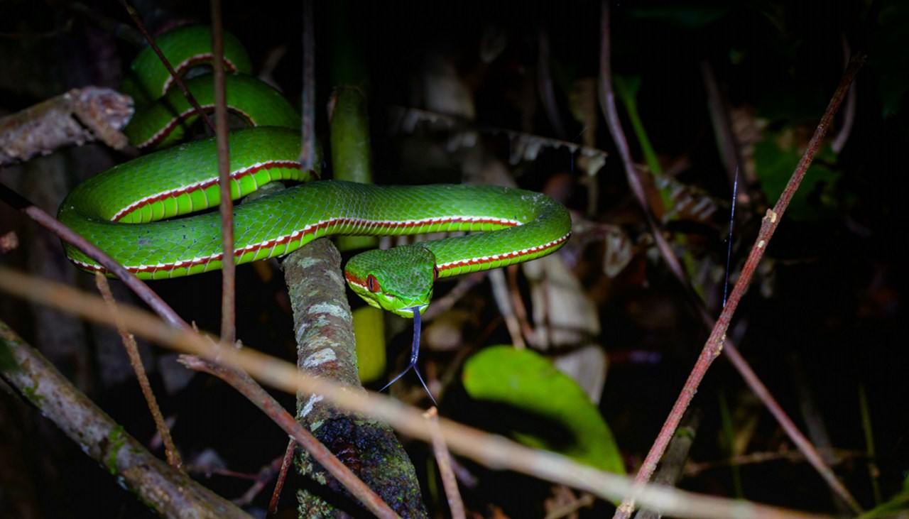 青竹蛇有毒吗(揭秘比五步蛇还强20倍的毒蛇)