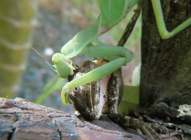 螳螂是益虫还是害虫(螳螂) - 风集网