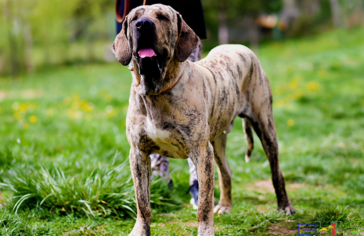 世界十大猛犬排名（国际犬业联盟公布的世界十大猛犬排行）