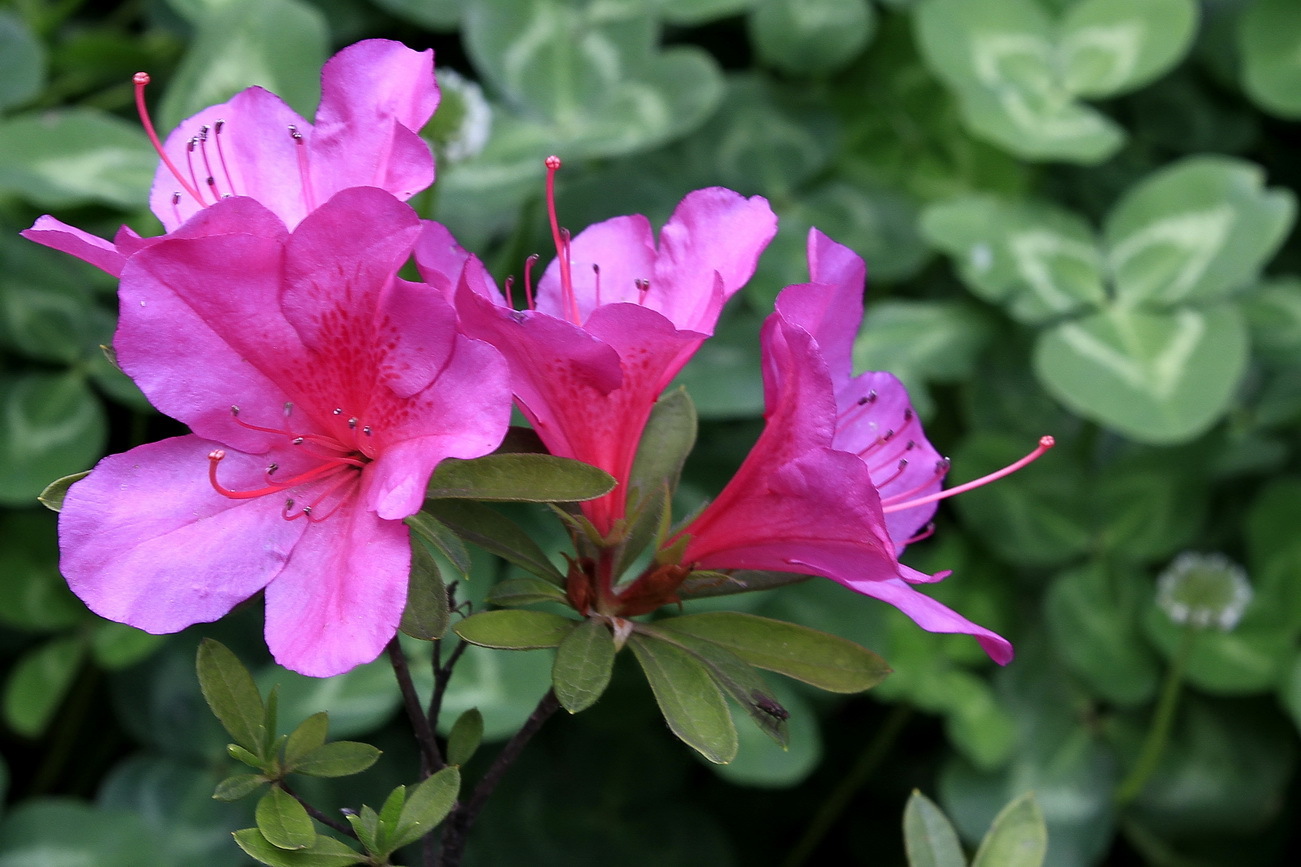 映山红是什么花(什么是映山红) - 业奇网