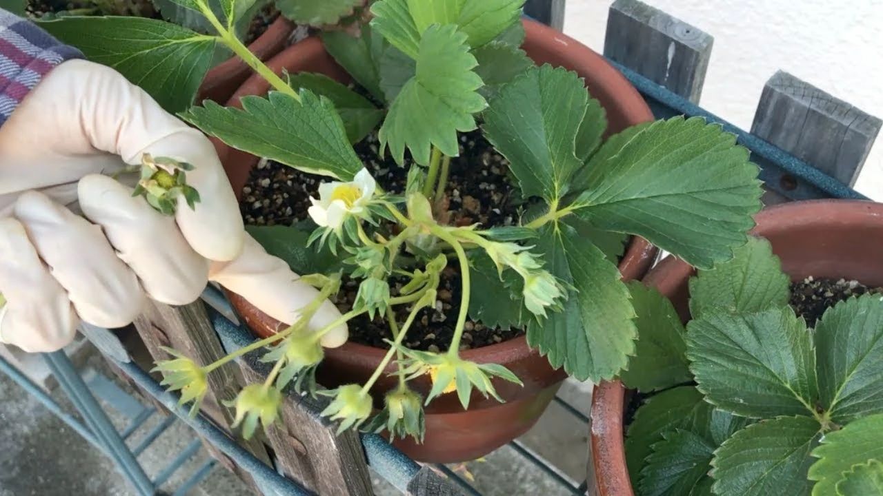草莓种植过程记录（阳台盆栽草莓种植攻略）