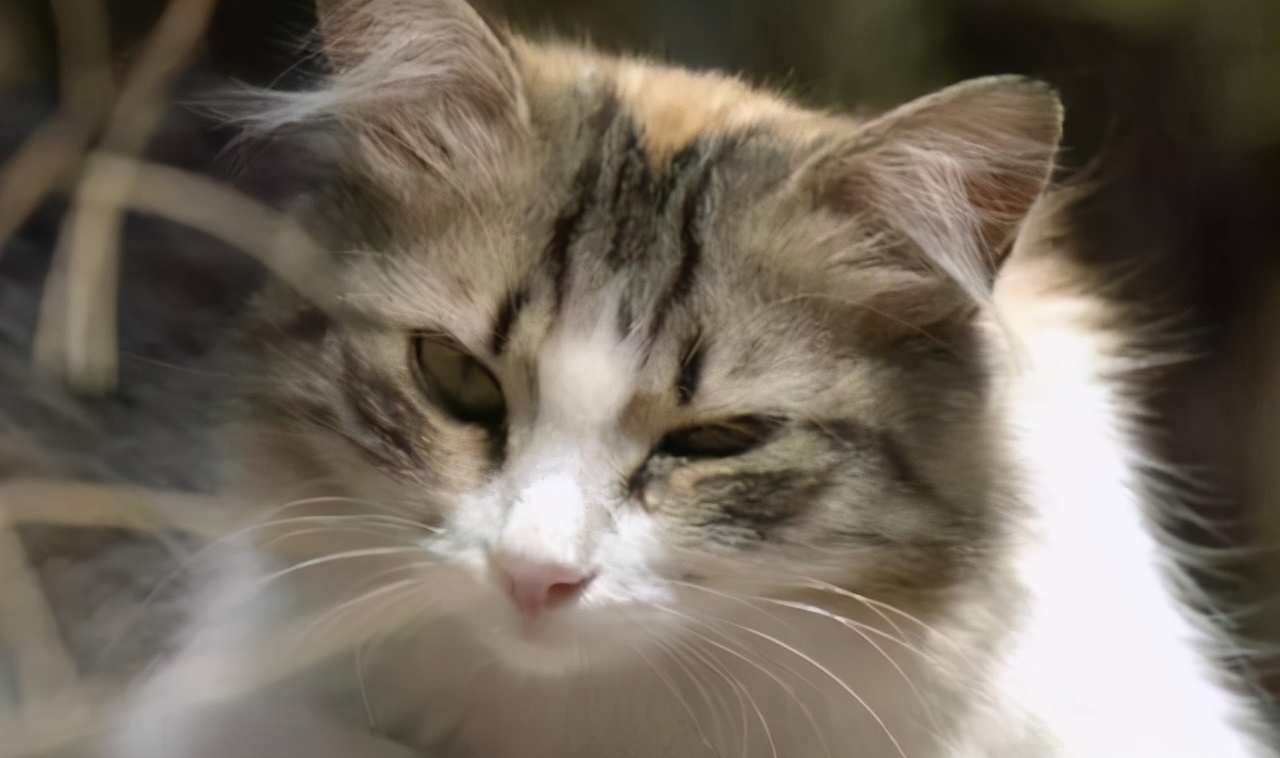 猫咪泪痕去除方法大全：有效清洁眼部污渍的小技巧