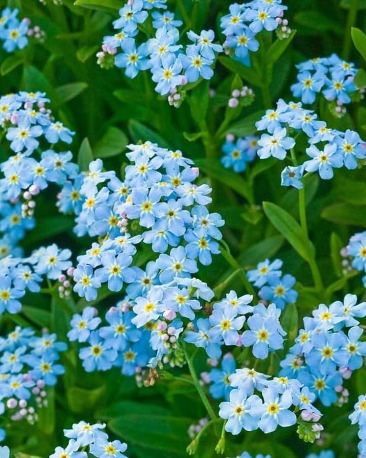 藍星花的花語,藍星花的花語和寓意