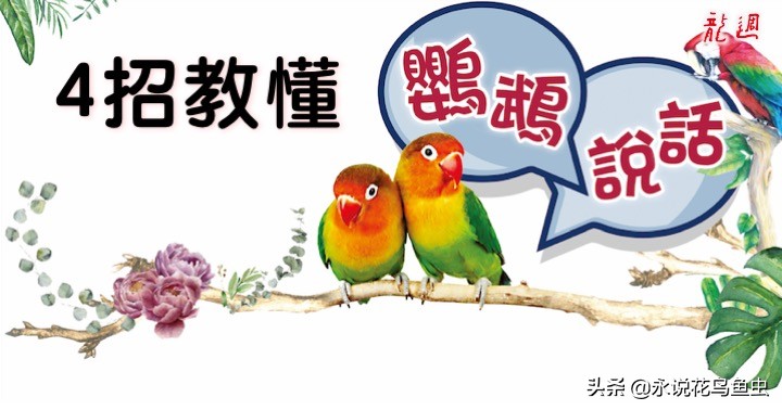 4招教懂鹦鹉说话