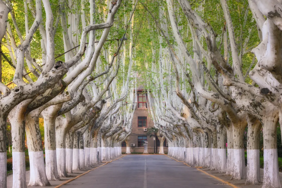 高考最后10天！陕西“网红”高校等你来！4大校区占地8000亩，毗邻兴庆宫、大雁塔、曲江池！