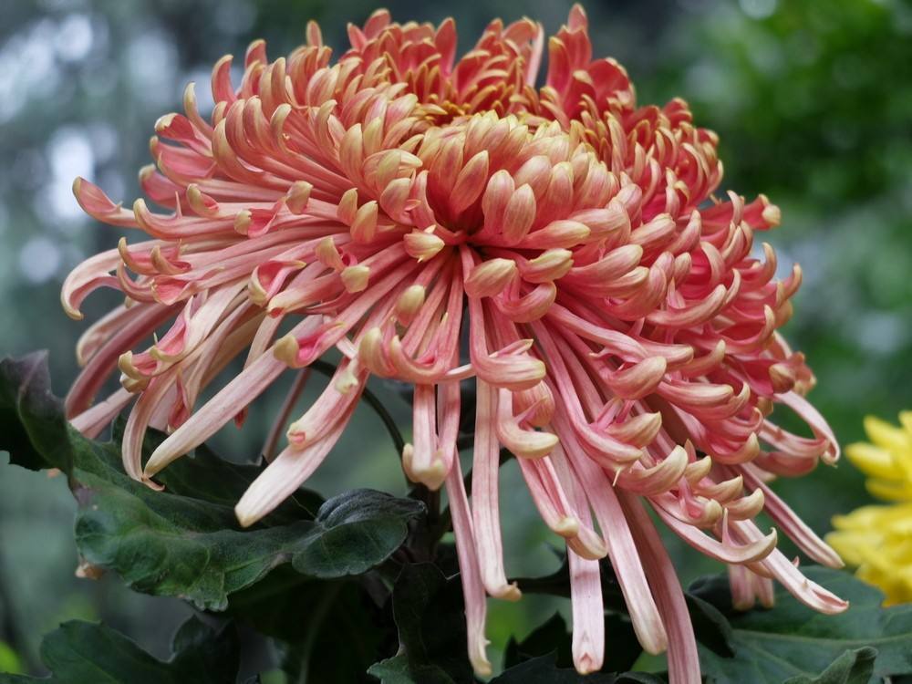 菊花养殖方法和注意事项大全（菊花养殖方法和注意事项大全图解）-第7张图片-大连信息网