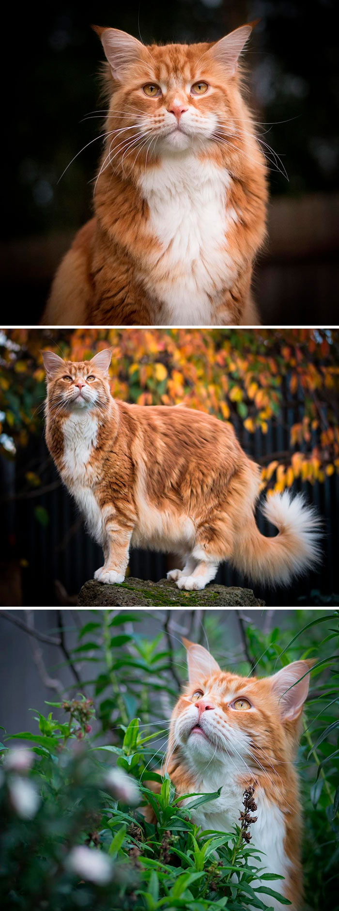 瑞典猫的品种(这些长得像"鳌拜"的缅因猫,其实内心也住着"小公主")