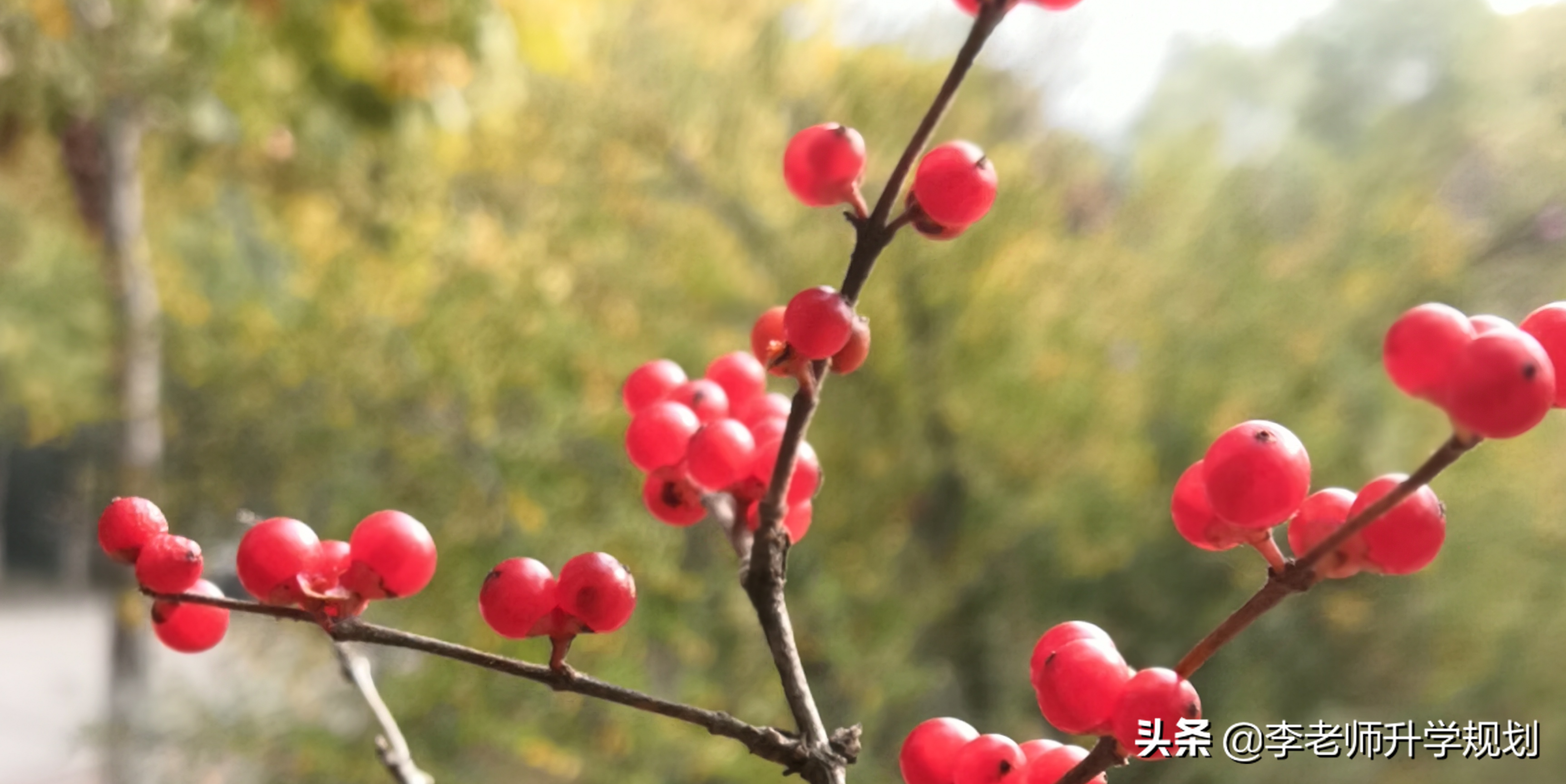 搞不懂等级赋分制的本质，选科高考就要吃大亏