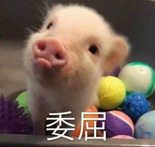 便宜了！猪肉重回20元/斤，石家庄猪肉或将持续下降
