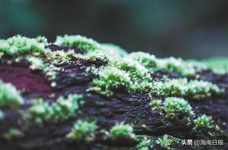 海南这座岛，居然有这么多雨林生物