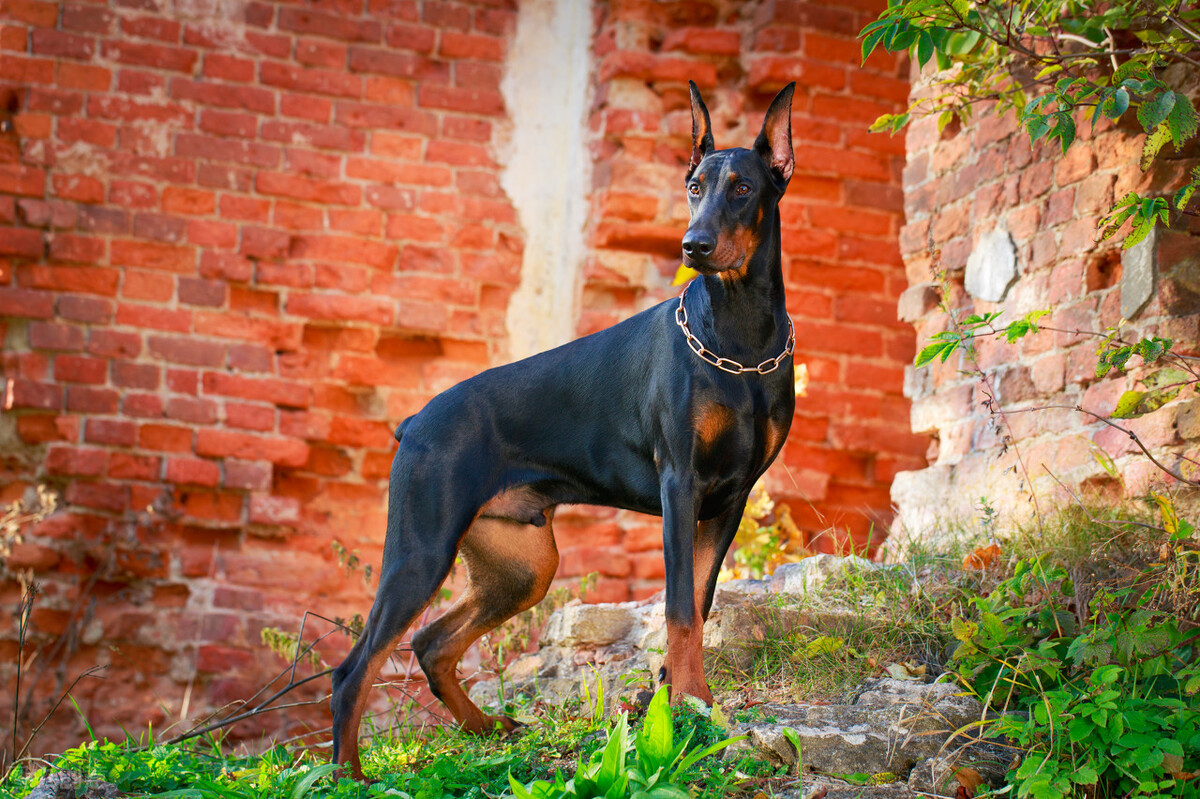 杜宾犬警惕性高,聪明,凶猛,护主,也是非常出色的护卫犬.