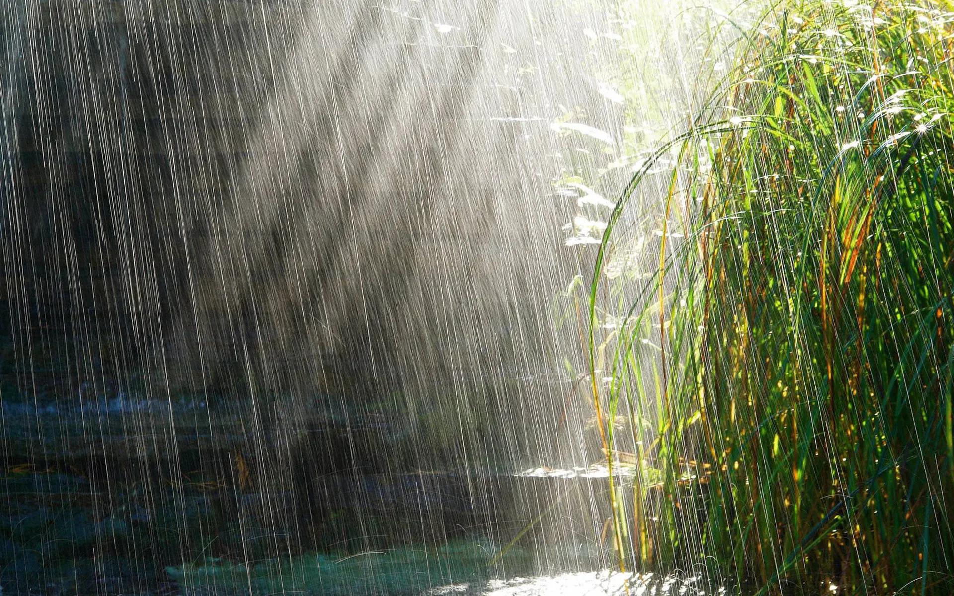 散文：夏雨中，感悟生活