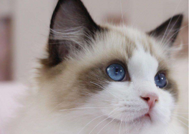 养布偶猫要面对的这些难题，你准备好了吗？