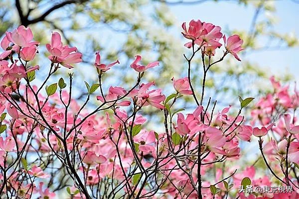 你看到的天空是什么颜色？用五感来感受古代日本人的造词功力